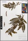 Foto von Salix canariensis C. Sm. ex Link